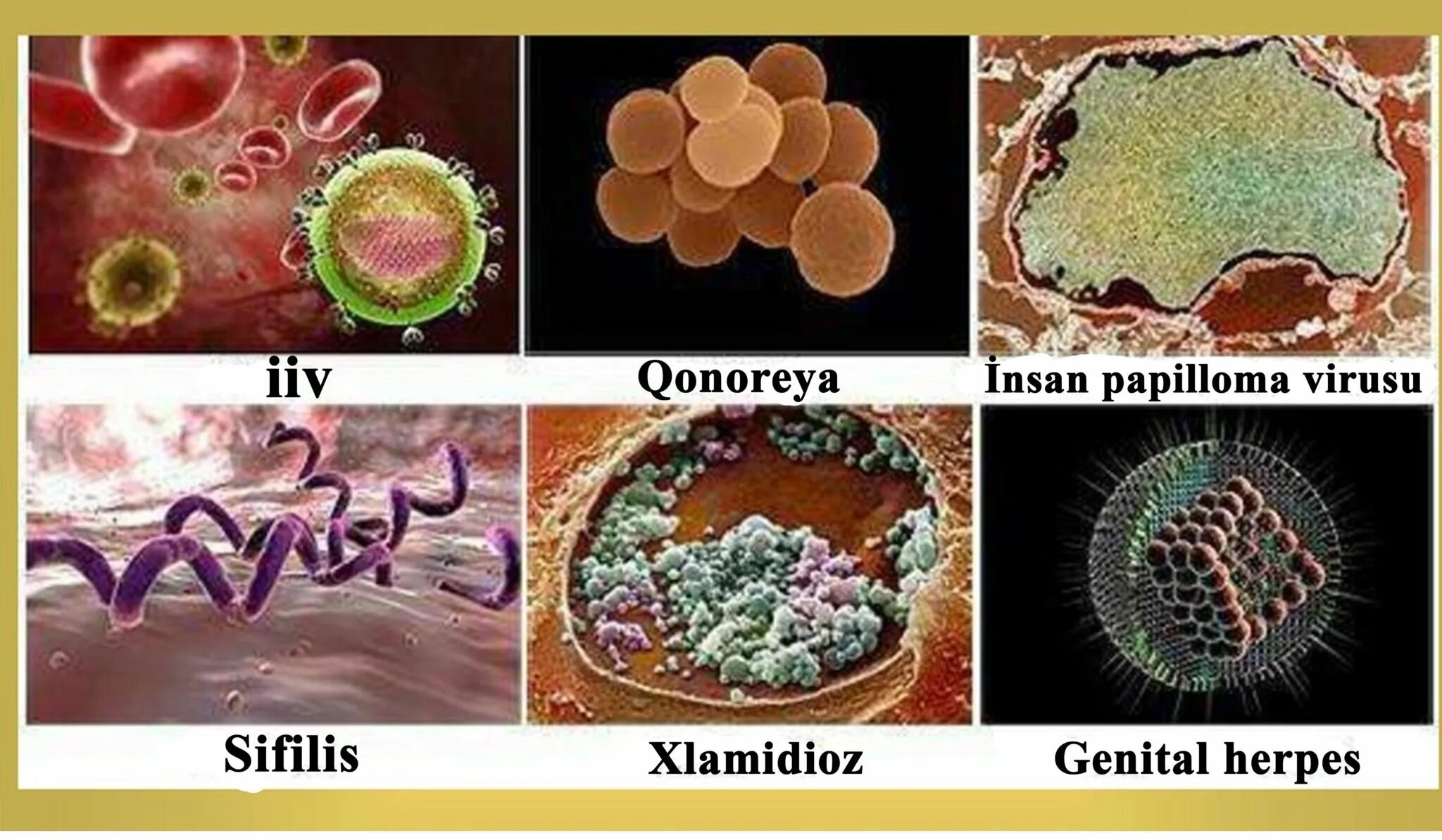 Инфекции передающиеся половым путём. Каковы причины болезни передающиеся половым путём. Презентация на тему инфекции передающиеся половымпутем. Инфекции заболевания половым путем. Вирусные заболевания передающиеся пол путем.