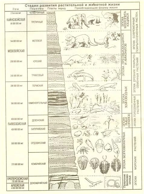 Геохронологическая земля схема. Основные этапы развития жизни на земле схема. Схема периодов развития земли.