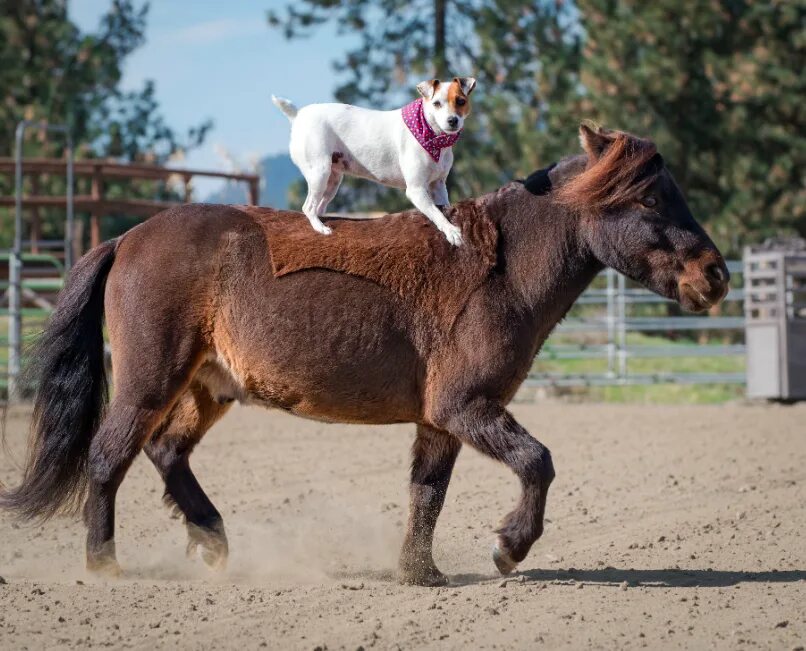 Лошадь и собака. Дог и лошадь. Жеребец и кобыла. Кони пони. Riding around