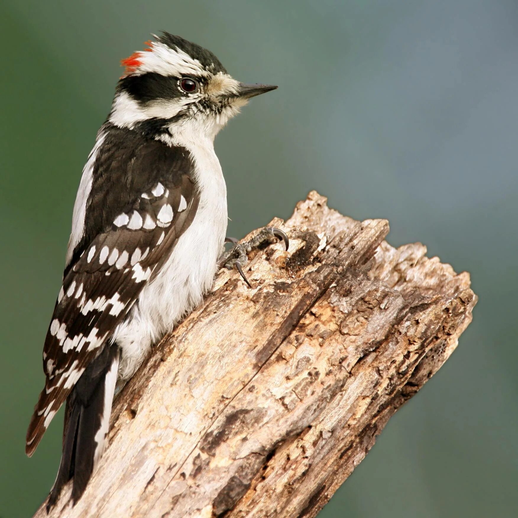 Дятел альбинос. Пуховой дятел ( dryobates pubescens). Downy Woodpecker. Пестрый дятел Америка. Большой пестрый дятел имеет черное оперение