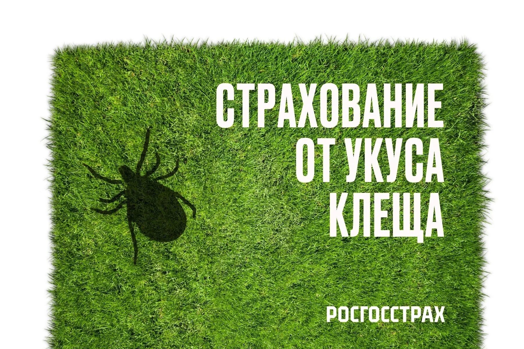 Оформить страховку от клеща. Росгосстрах клещ. росгосстрах защита от клеща. страховка от укуса клеща росгосстрах. страхование от клеща новосибирск.
