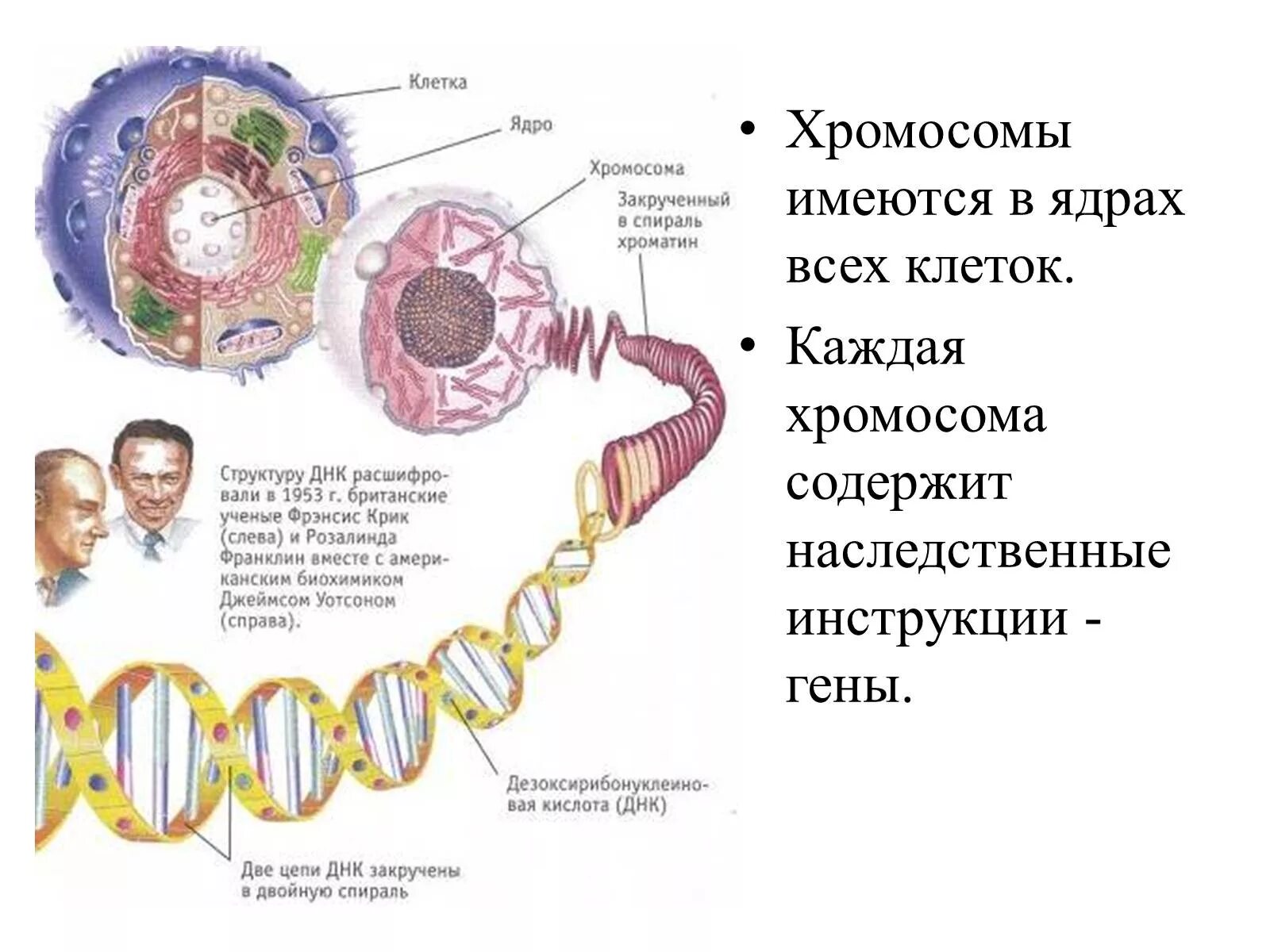 Днк находится в каждой клетке. Строение генетического аппарата клетки. Ядро клетки человека ДНК гены хромосомы. Структура клетки содержащая ДНК. Строение ядра клетки хромосомы.