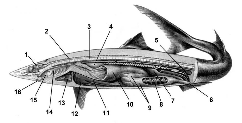 Внутреннее строение щуки. Внутреннее строение хрящевых рыб. Пищеварительная система осетровых рыб. Внутреннее строение стерляди. Пищеварительная система хрящевых рыб.