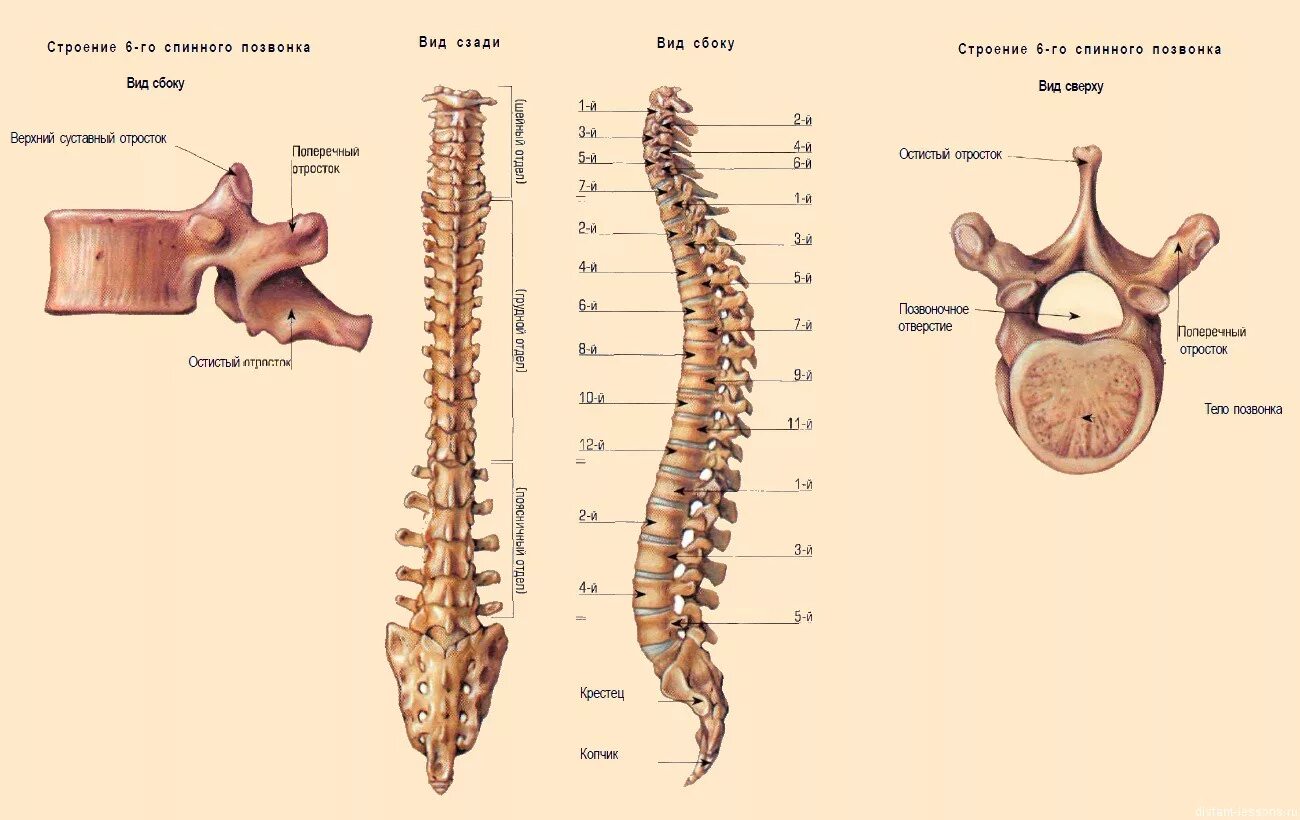 Скелет человека строение позвонка. Скелет позвоночника vertebra. Позвоночный столб l1. Грудной отдел позвоночника (12 позвонков) (vertebrae Thoracales). Сколько позвонков содержит позвоночник
