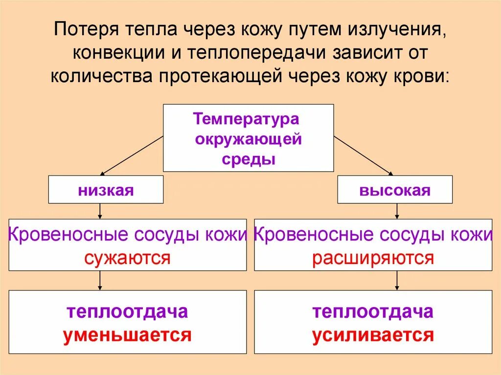 В теплоотдаче главную роль играет. Роль кожи в терморегуляции 8 класс. Роль кожи в терморегуляции 8 класс биология. Рлдь кожи в терморегуляции. Кожа орган терморегуляции.