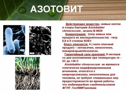 Улучшают азотное питание
