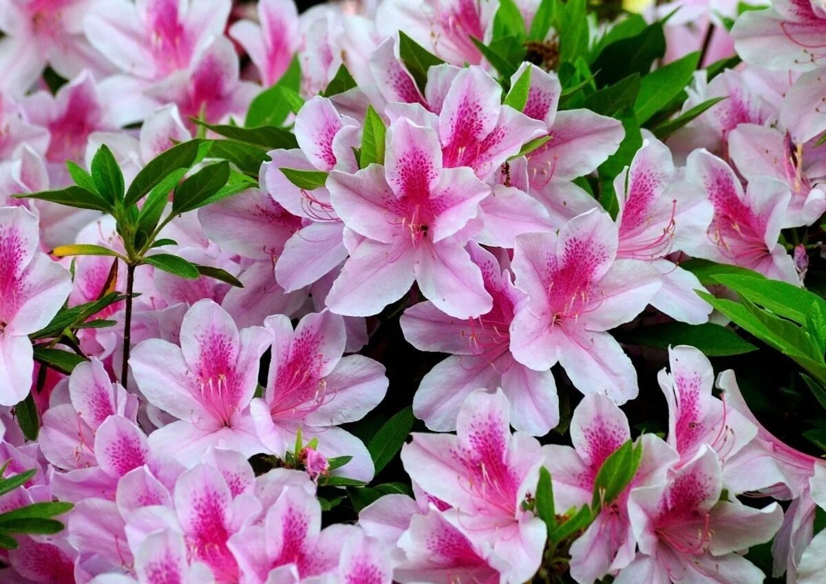 Wallpaper azaleas, flowering, stamen, close-up hd, picture, image