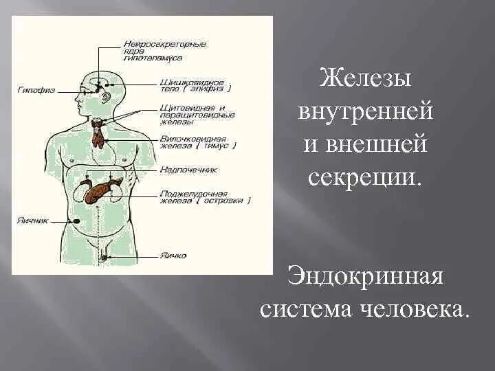 Органы внешней секреции человека. Эндокринная система и эндокринные железы. Железы внутренней секреции человека 8 класс биология. Эндокринная система человека анатомия строение. Желез смешанной внутренней и внешней секреции.