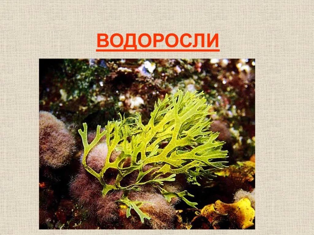 Водоросли лишайники мхи папоротники 2 класс. Сфагнум это водоросль. Водоросли окружающий мир. Водоросли мхи лишайники. Фукус группа