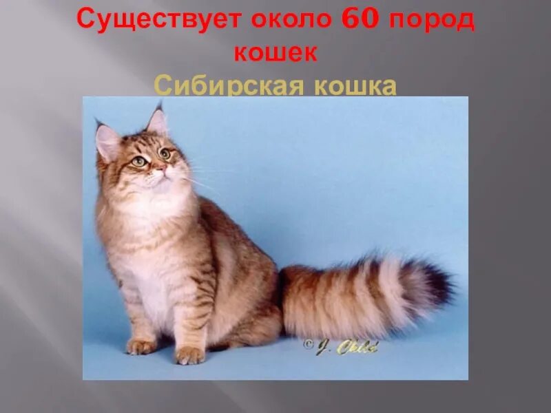 Проект Мои домашние животные 1 класс. Сибирская кошка окружающий мир. Проект Мои домашние питомцы кошка. Проект домашняя кошка 1 класс окружающий.