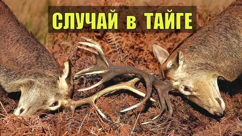 Истории тайги из жизни