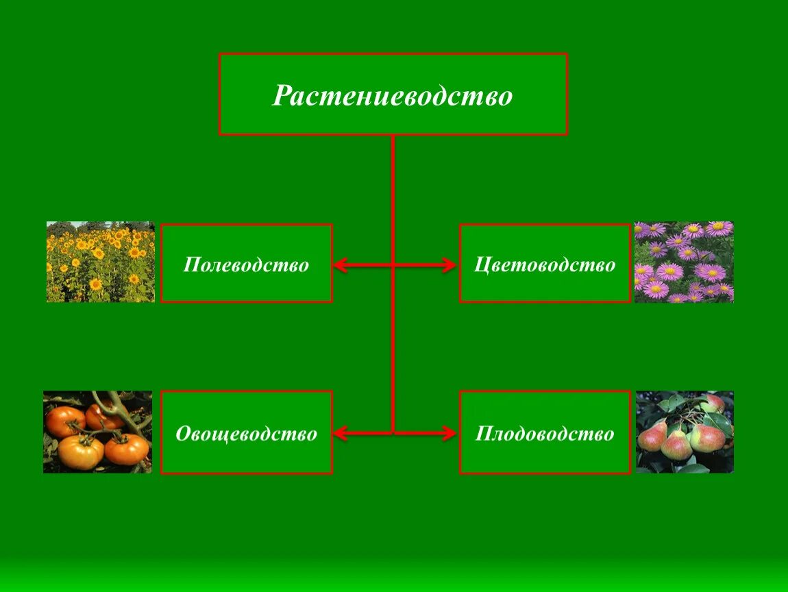 Отрасли растениеводства. Отрасли растениеводства растения. Схема отрасли растениеводства. Растениеводство презентация. Сх что означает