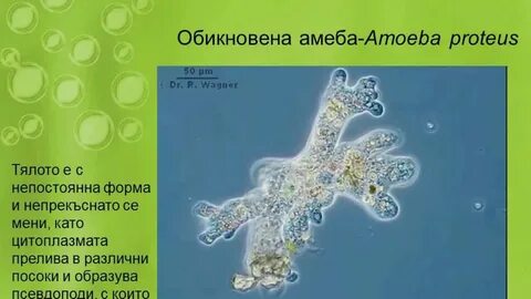 Амеба какой уровень организации