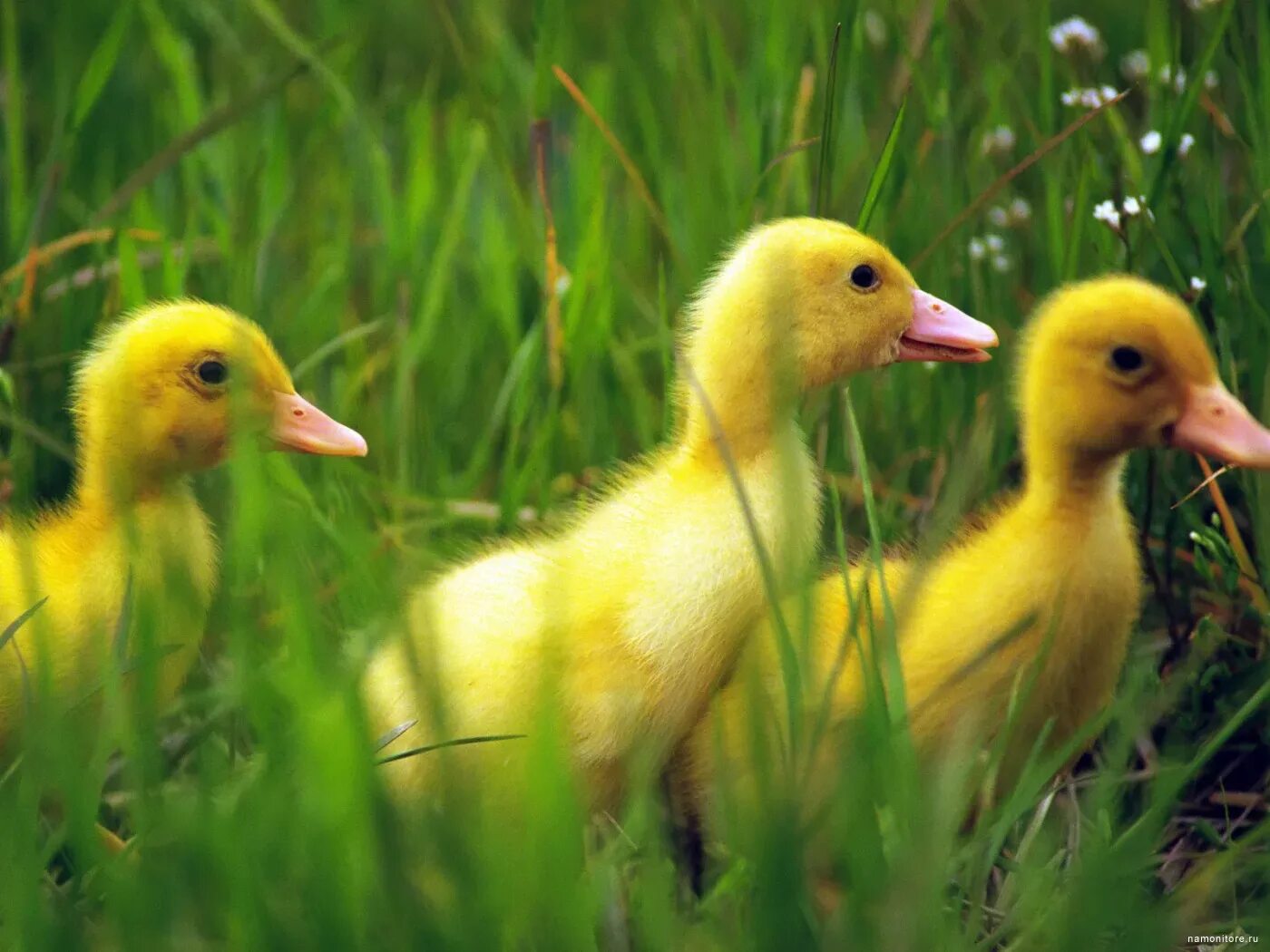 Цыплята утята гусята. Цыпленок и гусенок. Желтый утенок. Утята в траве.