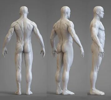 Anatomy for artists