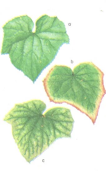 Недостаток калия у огурцов. Некроз листа огурца. Недостаток калия на огурцах. Огурца диагноз по листу.