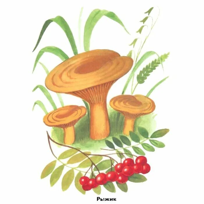 Рыжики грибы. Грибы на листьях. Грибы для началки. Картинка грибы для детей в детском. Рыжик 18