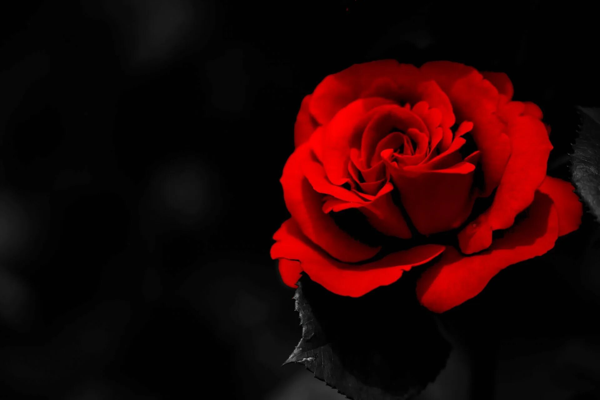 Черный цвет кажется красным. Цветы на черном фоне. Красивые цветы на черном фоне. Розы на темном фоне.