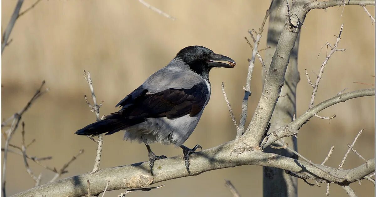 Красивая ворона зимой. Ворона кар кар кар. Corvus cornix птица. Серая ворона самка. Серая ворона говорит.