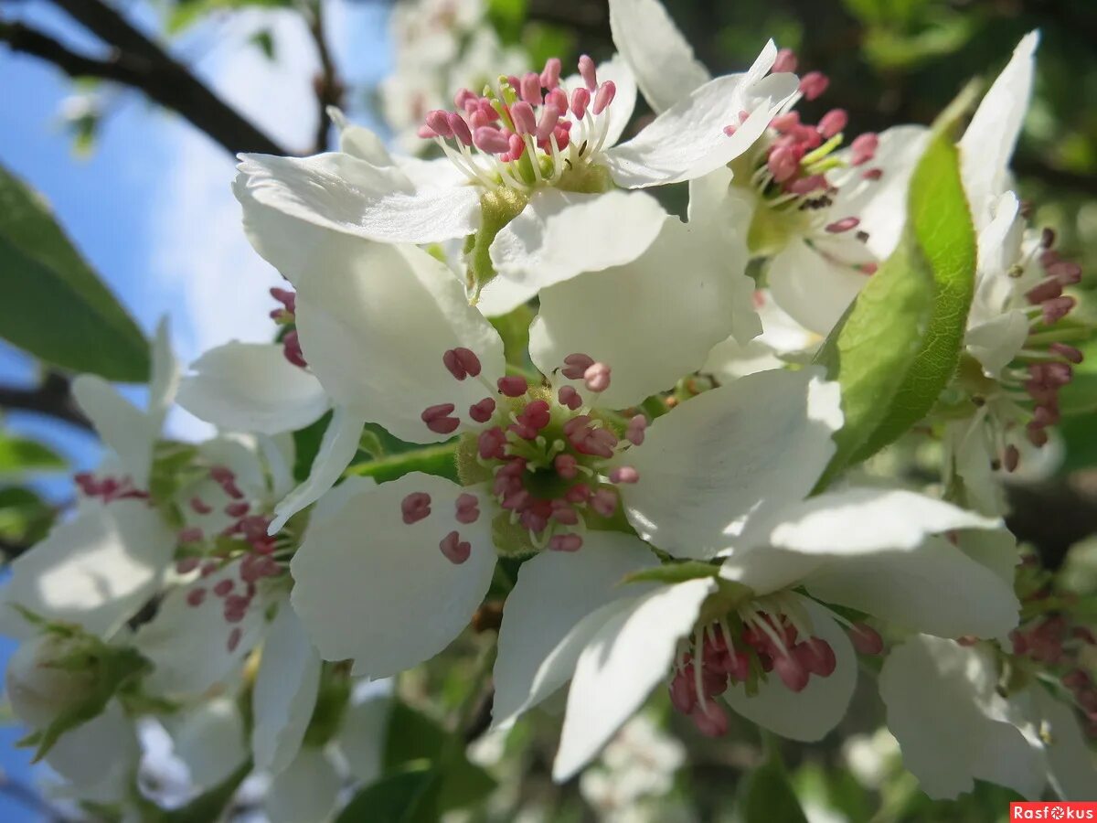 Pear blossom, Pear trees, Fruit bearing trees