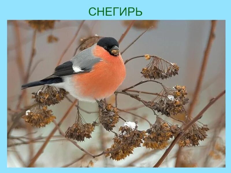 Снегирь красногрудый красавец. Аптеки в снегирях истринского района. Команда снегири эмблема. Снегири на дереве. Снегирь логотип.