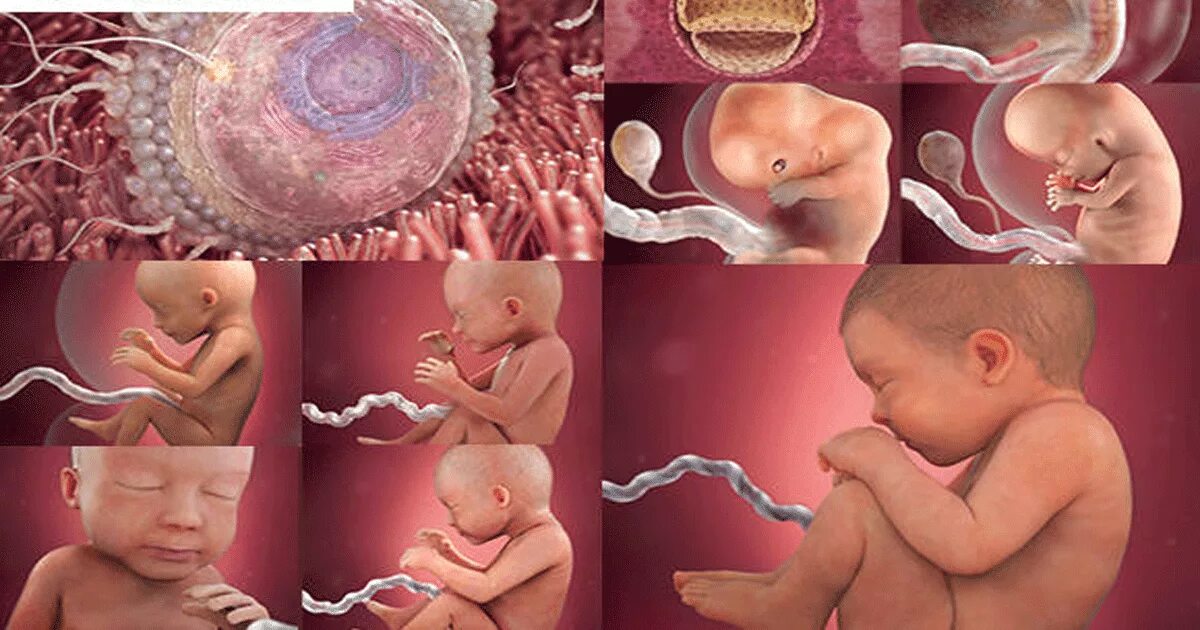 Внутриутробная жизнь ребенка. Плод ребенка. Plod Rewena. Внутриутробная патология.