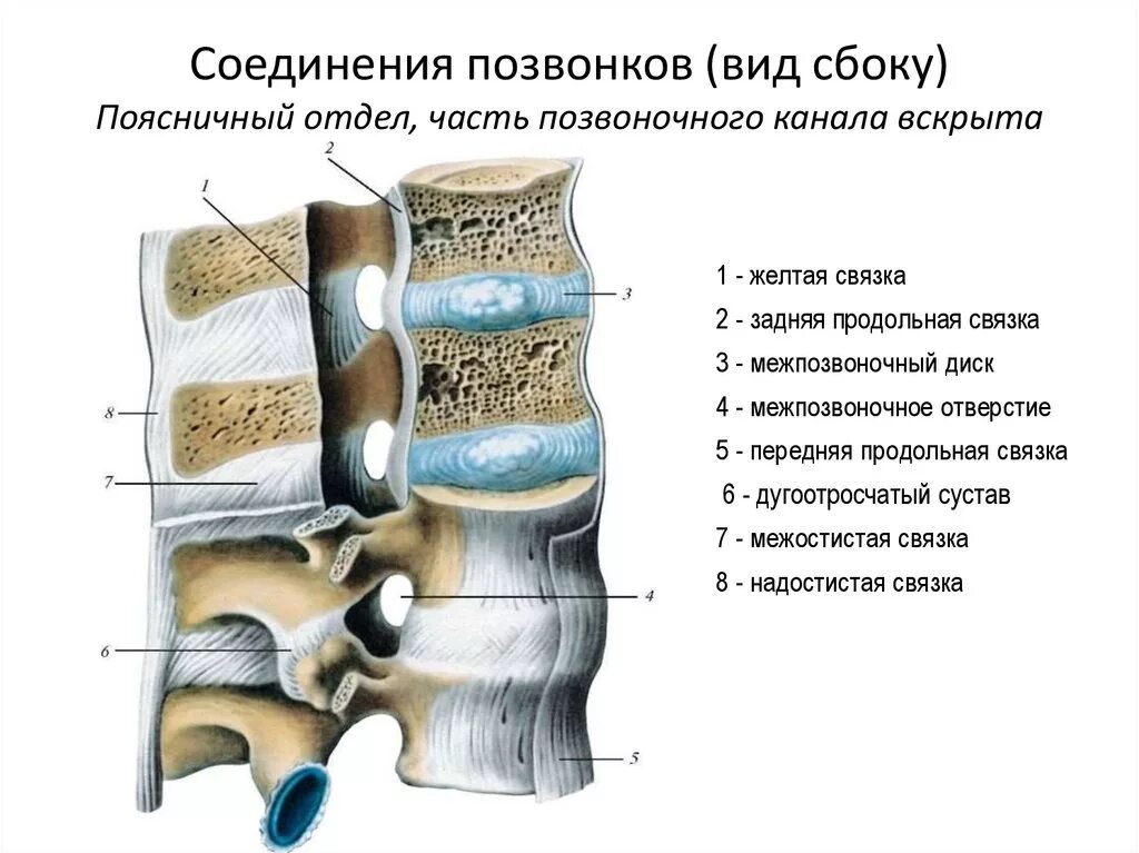 Типы соединения поясничного отдела