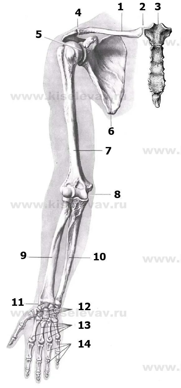 Плечевая кость латынь. Кости верхней конечности плечевая кость. Кости верхней конечности на латыни. Верхний конечность кость на латыни. Плечевая кость на скелете.