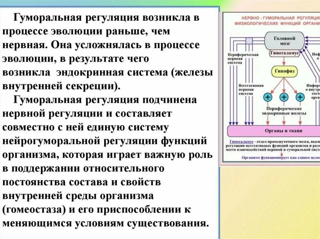 Какую роль играет нервная. Гуморальная регуляция физиологических функций. Нервно-гуморальная регуляция функций организма.. Нервная и гуморальная регуляция функций. Гуморальная регуляция процессов жизнедеятельности организма.