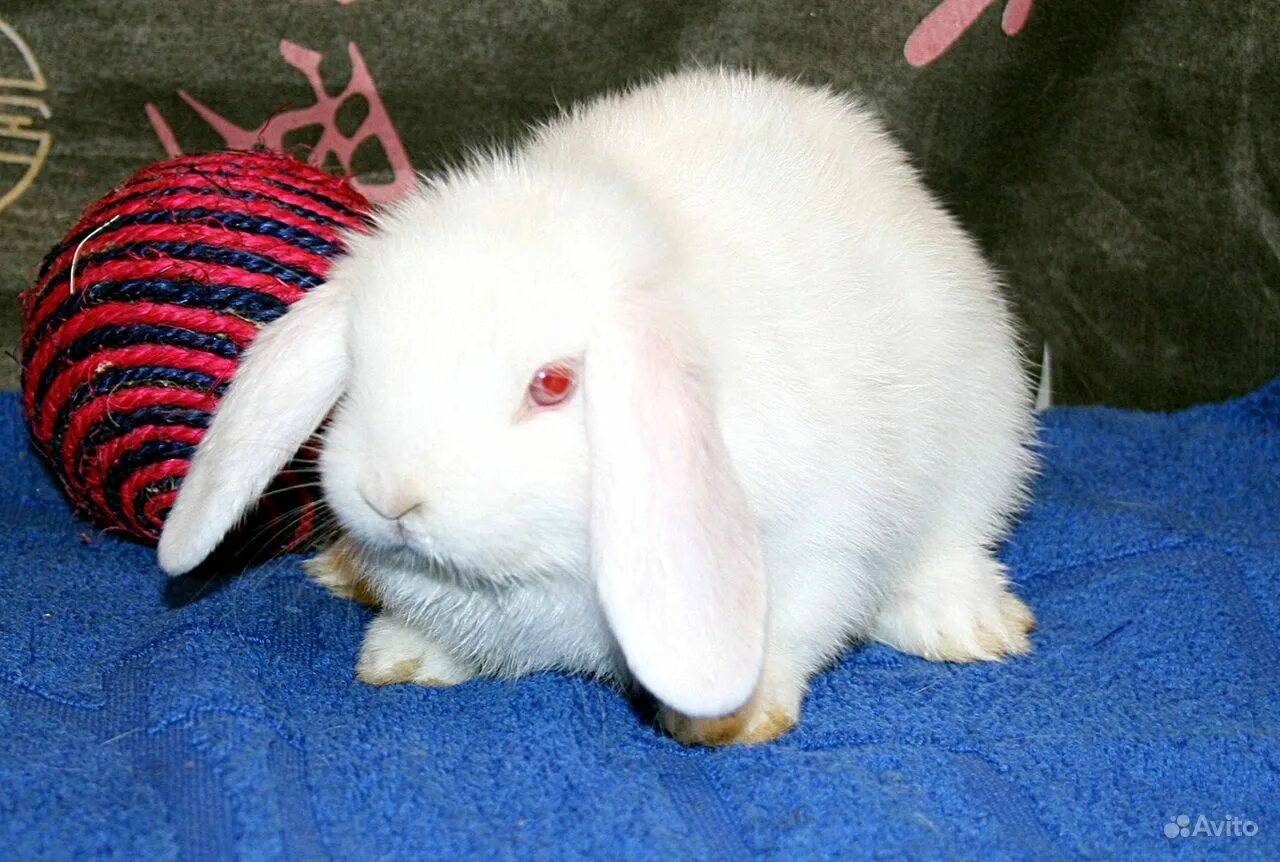 Минилоп кролик белый. Карликовый кролик Минилоп. Вислоухий Минилоп. Кролик Минилоп альбинос. Минилоп кролик купить