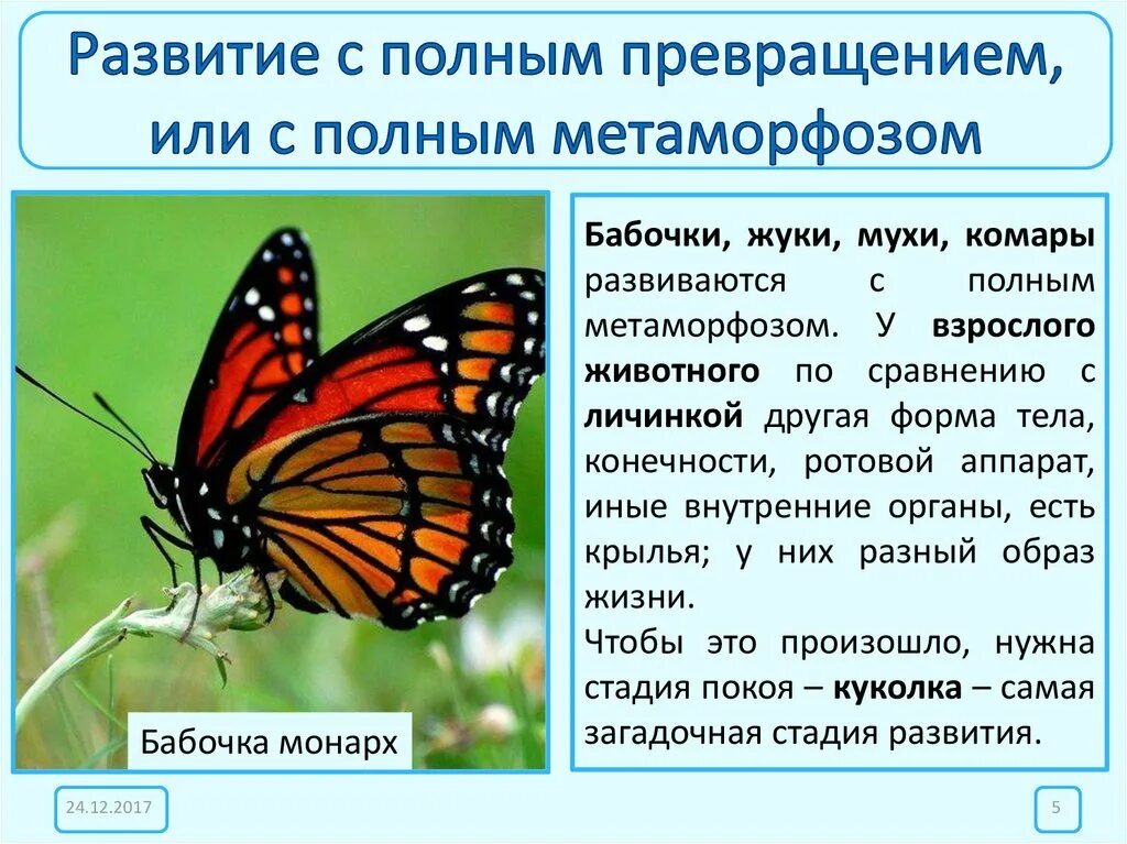 Насекомые с полным превращением. Развитие с превращением. Насекомые, развивающихся с полным превращением.. Развитие бабочек с превращением. В чем преимущество развития с метаморфозом