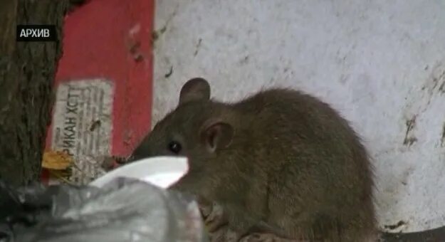 Механизм заражения туляремией. Малая чума. Малая чума. Кожно бубонная форма чумы. Малая чума.