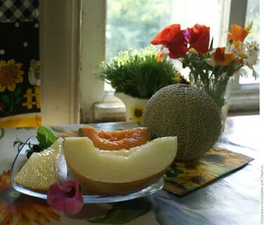 Северная дыня