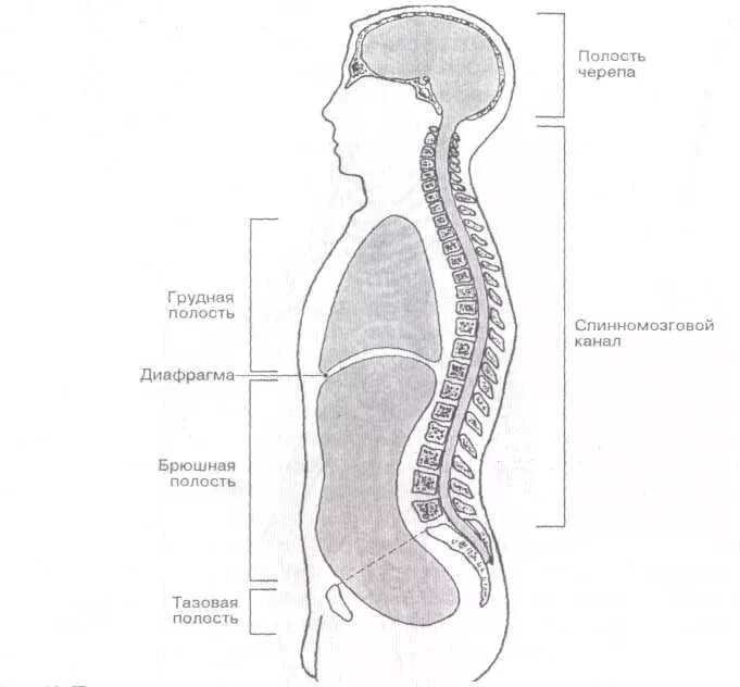 Полости тела перечислить. Полости тела человека. Полости тела человека схема. Полости туловища. Туловище грудная и брюшная полости.