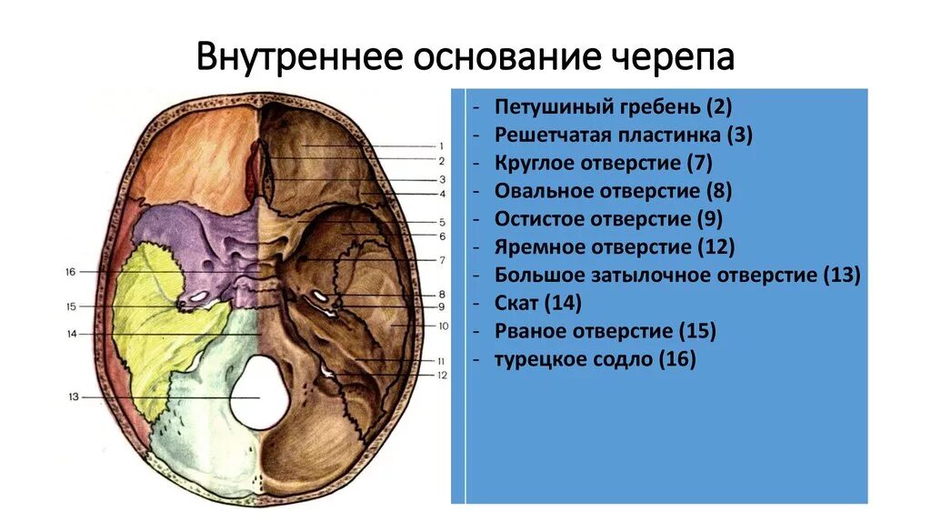 Внутреннее сонное отверстие на внутреннем основании черепа. Черепные ямки анатомия внутреннее основание черепа. Наружное основание черепа рваное отверстие. Внутреннее основание черепа круглое отверстие. Диафрагма черепа