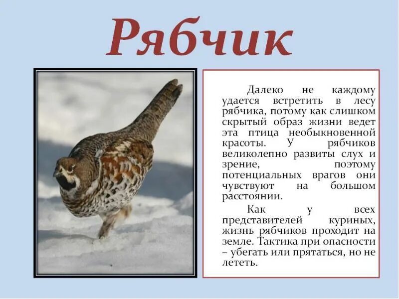 Какие птицы пищат. Доклад про рябчика. Рябчик описание. Рябчик птица. Рябчик птица описание.