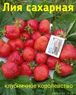 Сахарная клубника описание
