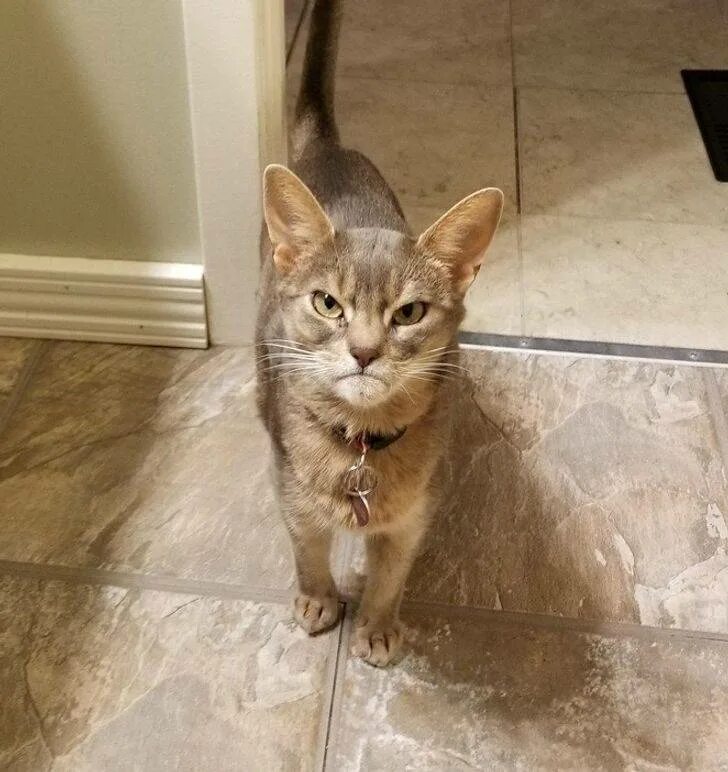 Кошка электричество. Коты отсюда. Котик толкает собачку. Коты отсюда. Добро пожаловать отсюда мем.