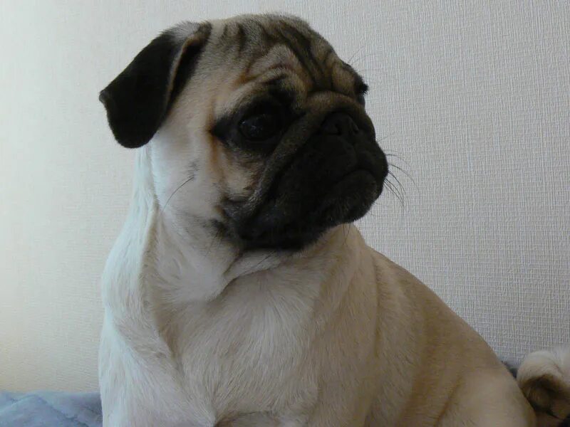 Мопс 7 месяцев фото. Мопс 4. Мопс 3 месяца фото. Щенок мопса 1 месяц. Мопс 4 месяца.