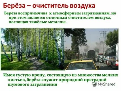 Что выделяет дерево в воздух