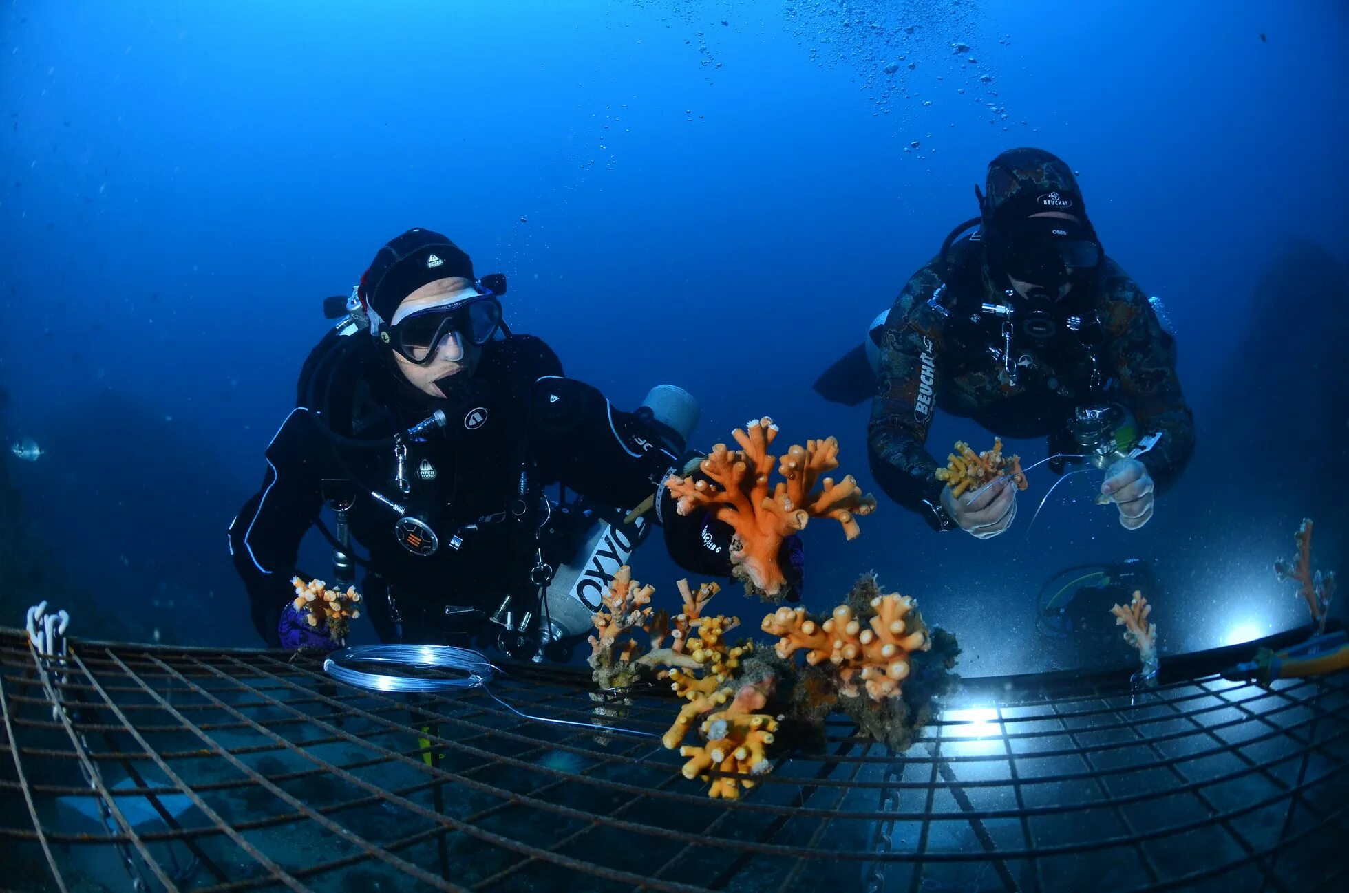 Coral Guard. Marine biologist. Marine biologist Costume. The Coral nurture program.