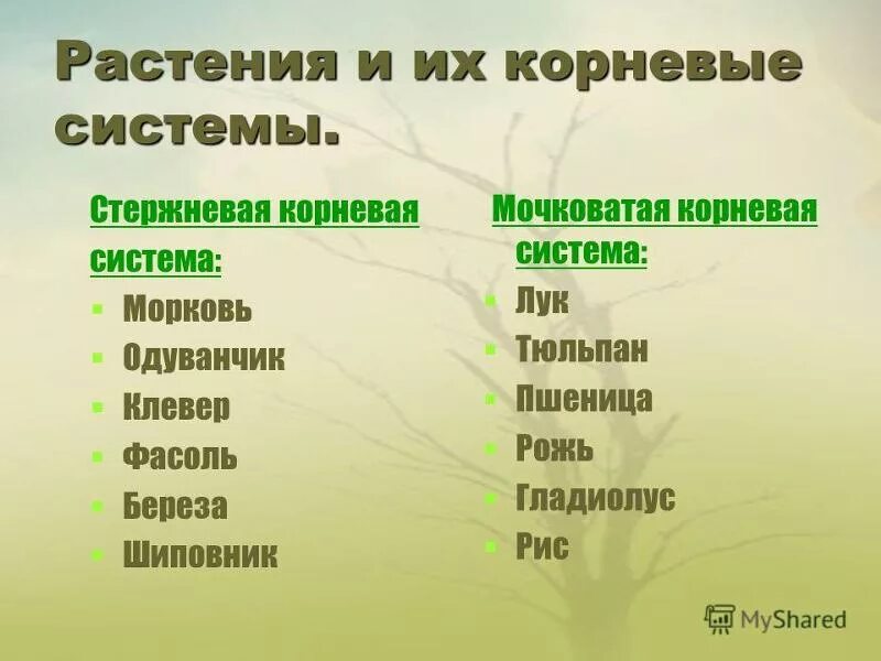 Однодольные растения с стержневой корневой системой