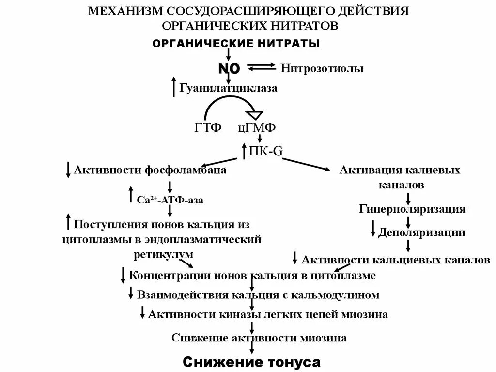 Механизм действия органических нитратов. Механизм действия нитратов. Механизм действия нитратов схема. Механизм сосудорасширяющего действия органических нитратов. Механизм антиангинального действия органических нитратов.