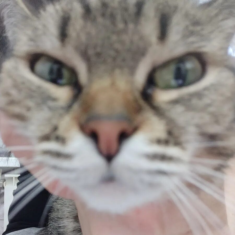 Коты воители саша арт. Кот саша. Юбисаши коше. Кошка саши малого. Кошка сашенька.