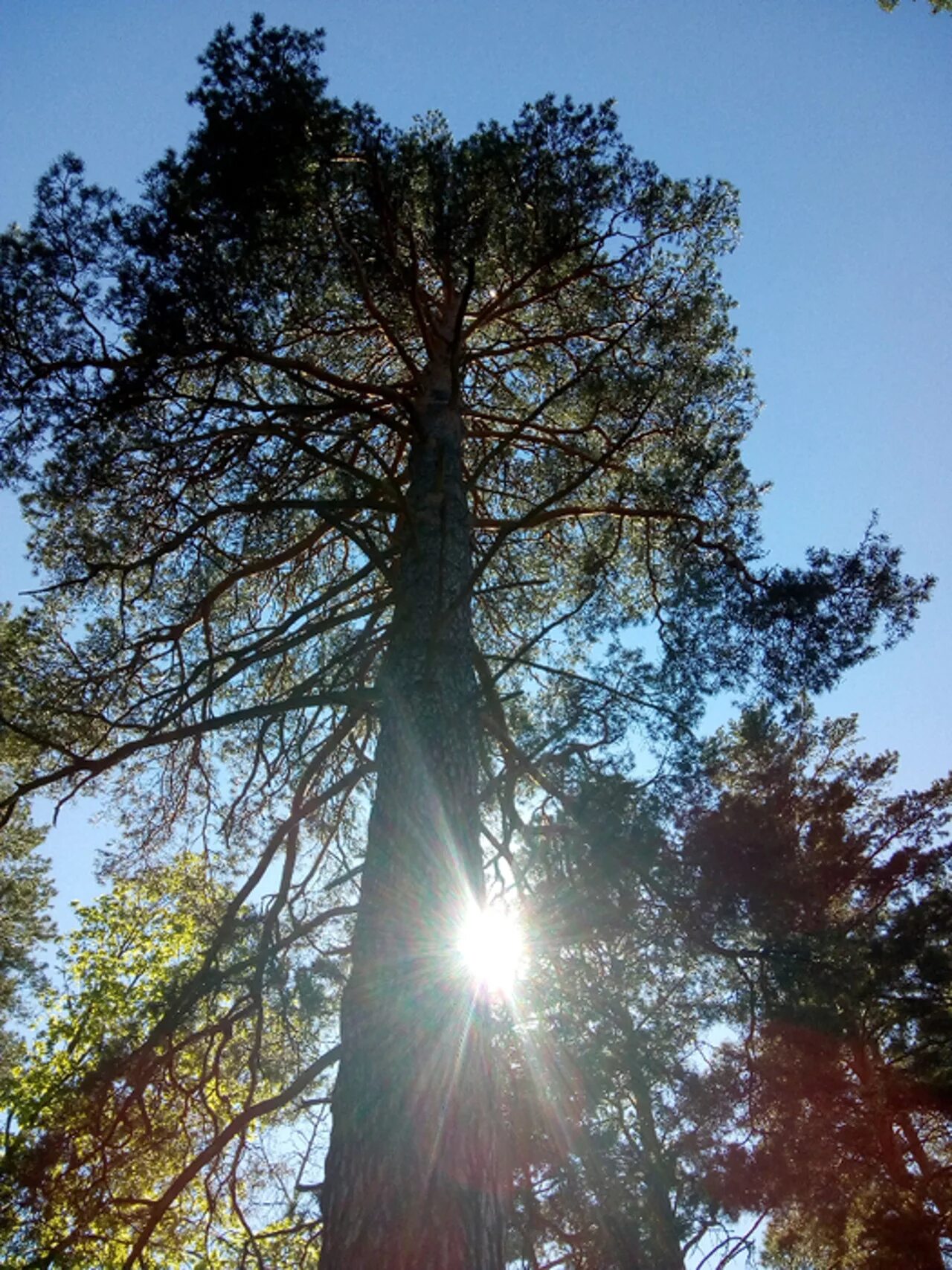 сосна в бузулукском бору 350 летняя. сосна в бузулукском бору 350 летняя. бузулукская сосна. бузулук бузулукский бор. сосновый бор алексин лес.