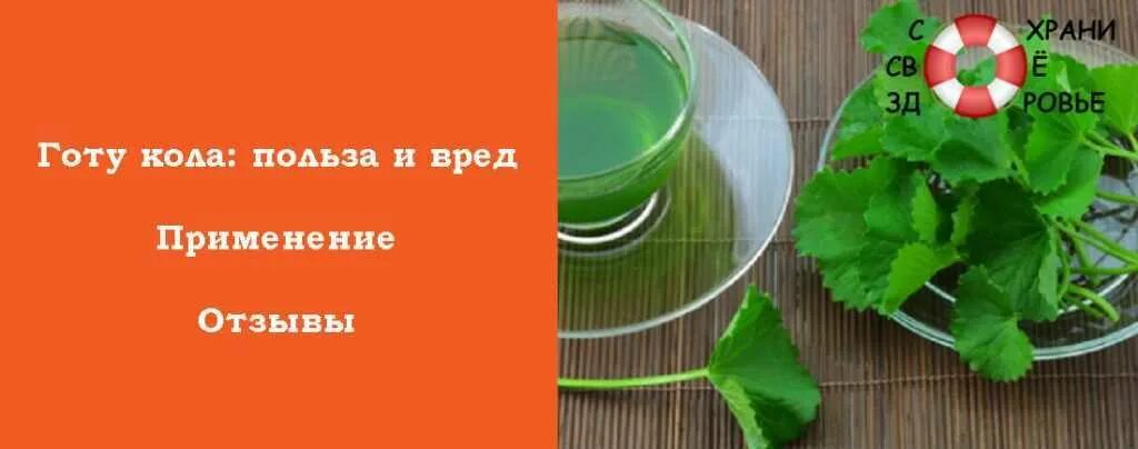 Готу кола инструкция по применению. Трава Готу кола в аптеке. Готу кола трава полезные свойства. Центелла азиатская Готу кола инструкция.