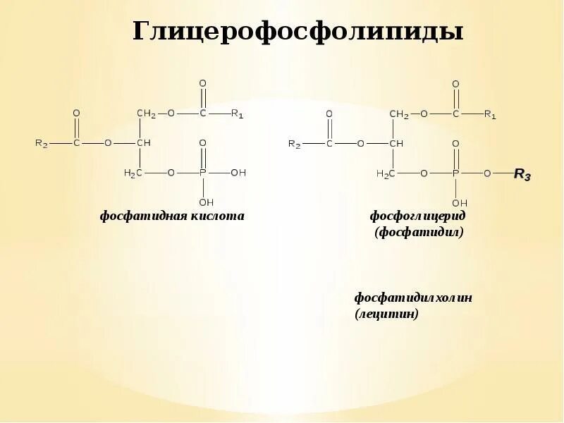 Фосфатидилхолин это. Классификация глицерофосфолипидов. Глицерофосфолипиды фосфатидилэтаноламин фосфатидилхолин гидролиз. Глицерофосфолипиды гидролиз. Глицерофосфолипиды строение.