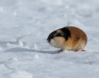 Лемминг обитает