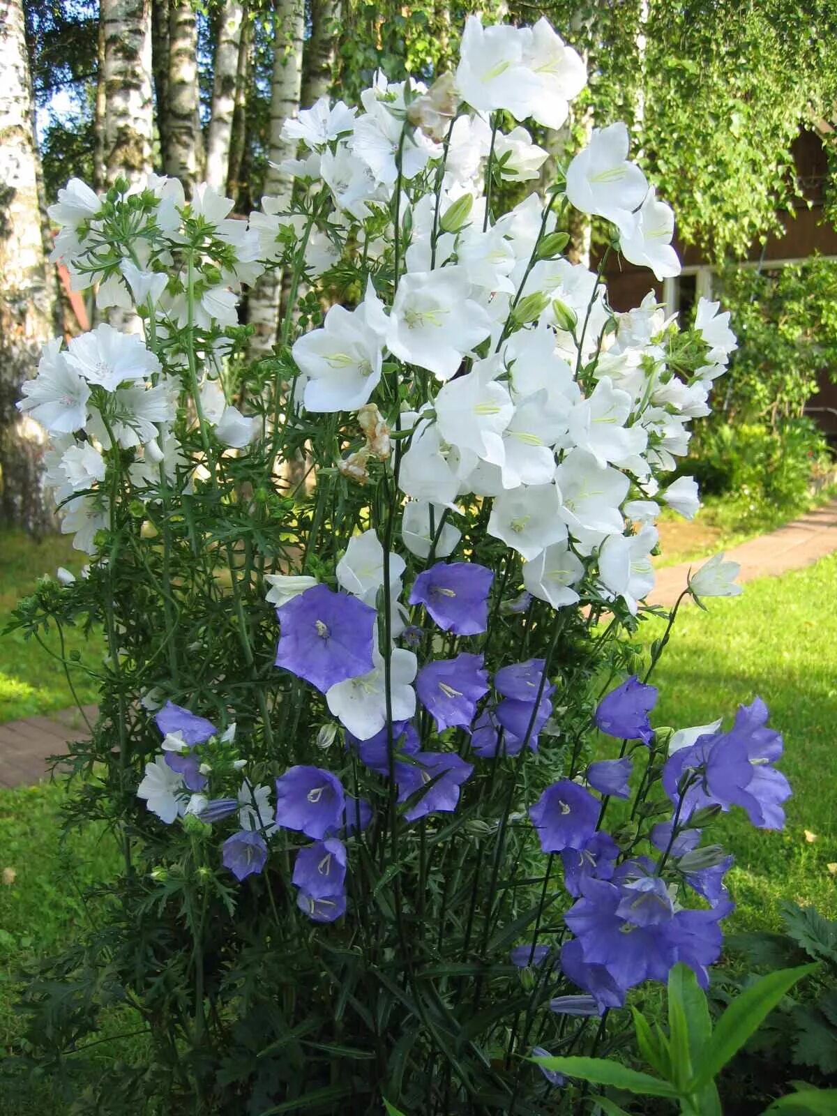 Персиколистный колокольчик многолетний. Колокольчик персиколистный (Campanula persicifolia). Колокольчик персиколистный (Campanula persicifolia l.). Колокольчик многолетник