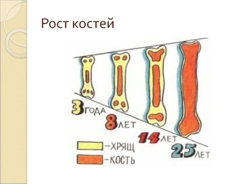 Почему кости растут. Рост костей. Формирование костей. Как растут кости. Рост костей в ширину у детей.